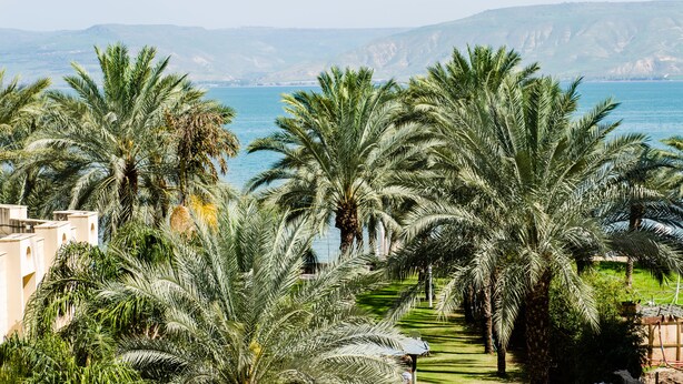 A coastal view with palm trees and a clear blue sea.