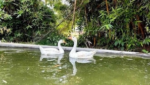 Animaux de compagnie acceptés