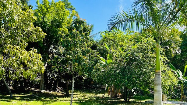 Un jardin luxuriant, avec une grande variété d’arbres et une pelouse bien entretenue.