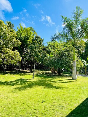 A lush garden with a variety of trees and a well-maintained lawn. - Dawsons Hideaway (Nassau)