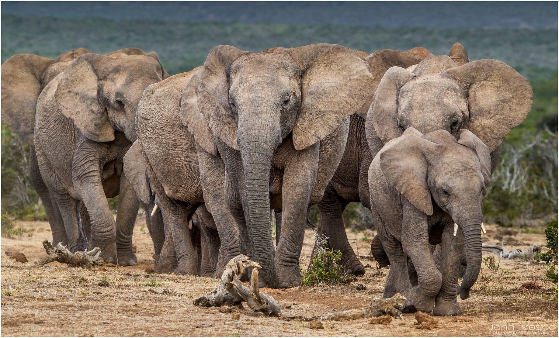 A herd of elephants walking in a dry, open landscape with sparse vegetation and a distant hill.