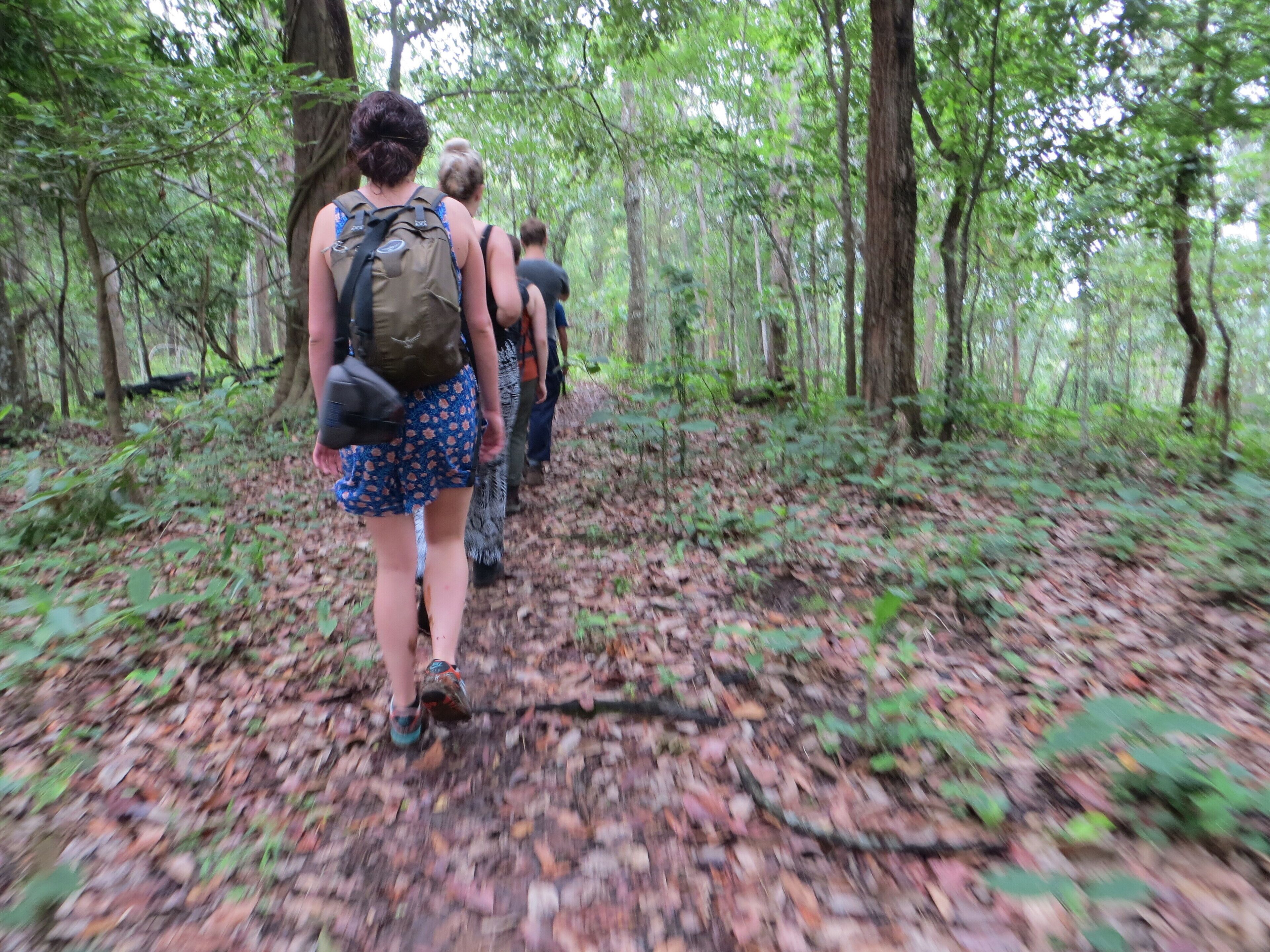 A forest path with people walking.