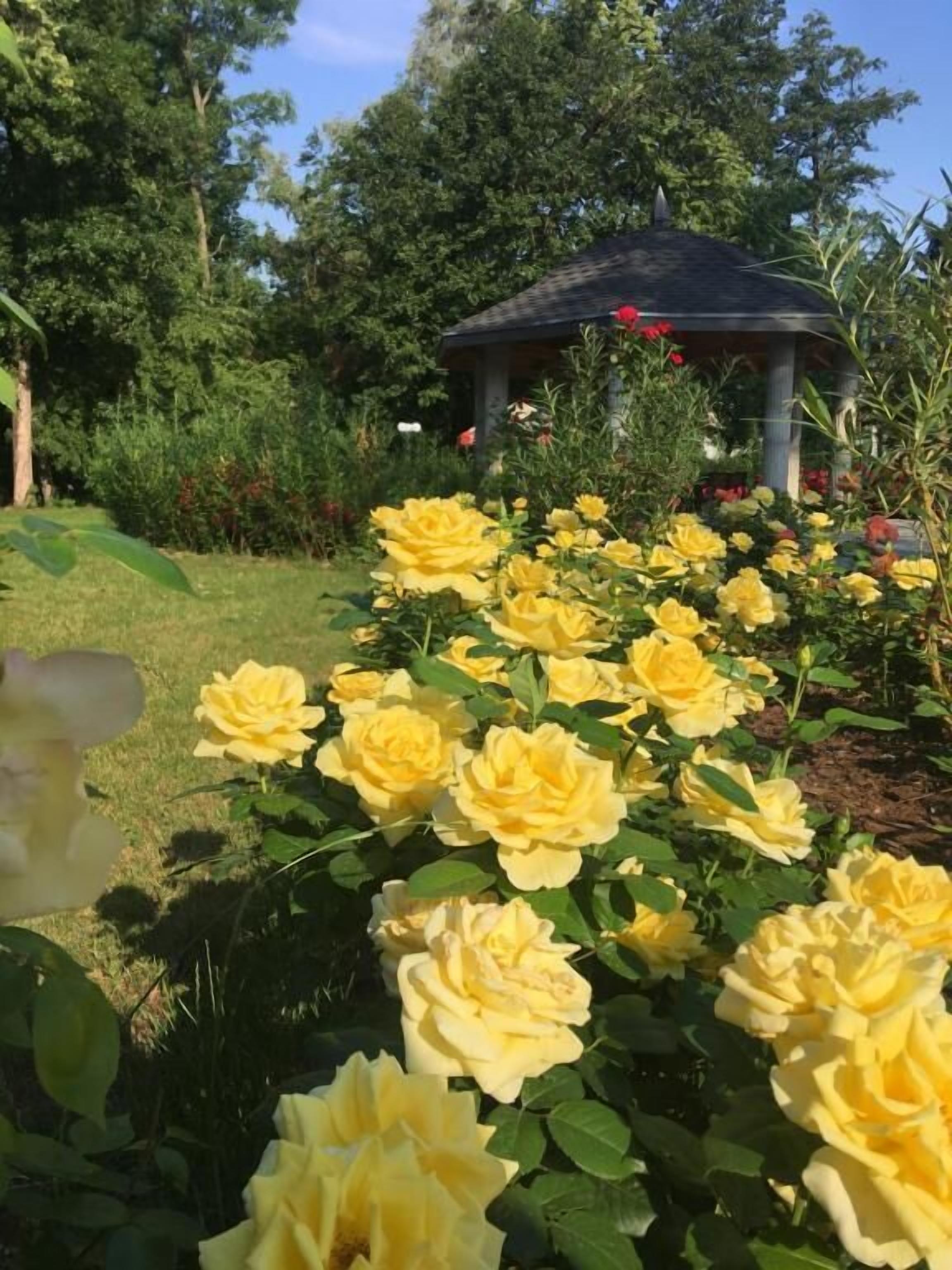 Un jardín con rosas amarillas y un pabellón al fondo.