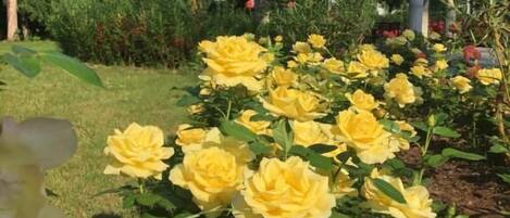 Un jardín con rosas amarillas y un pabellón al fondo.