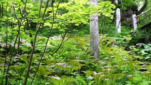 A dense forest with various green plants and trees. - Shiga Grand Hotel (Yamanouchi)