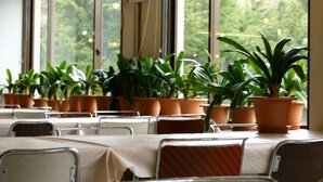 A conference room with tables and chairs, large windows with a view of greenery, and potted plants on the windowsill. - Shiga Grand Hotel (Yamanouchi)
