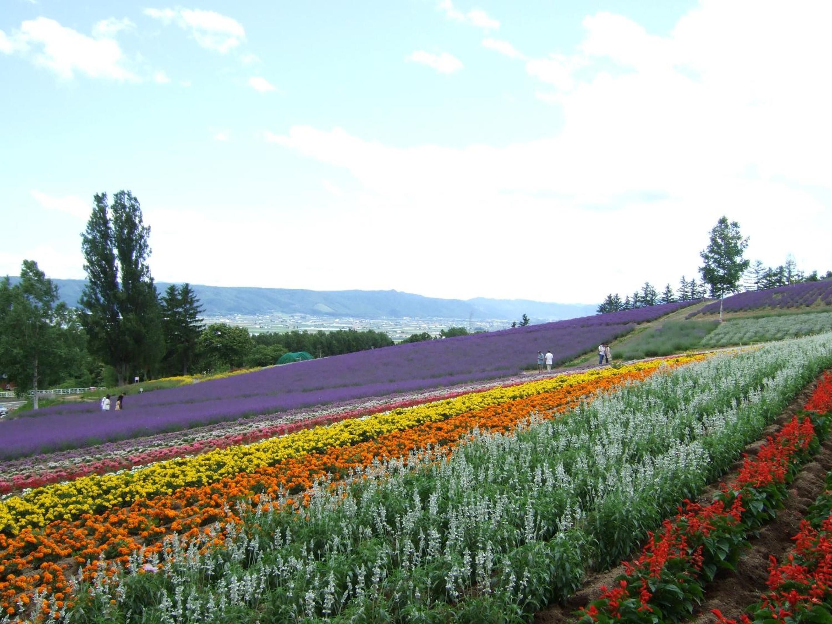 A hillside garden with various flower beds in different colors.