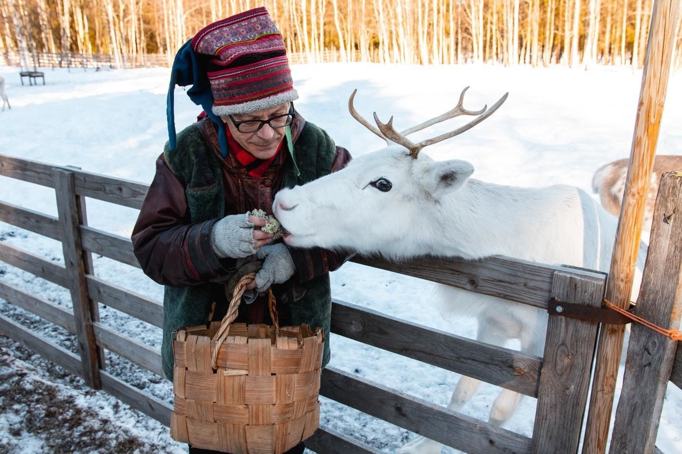 Una persona nutre una renna in un paesaggio innevato.