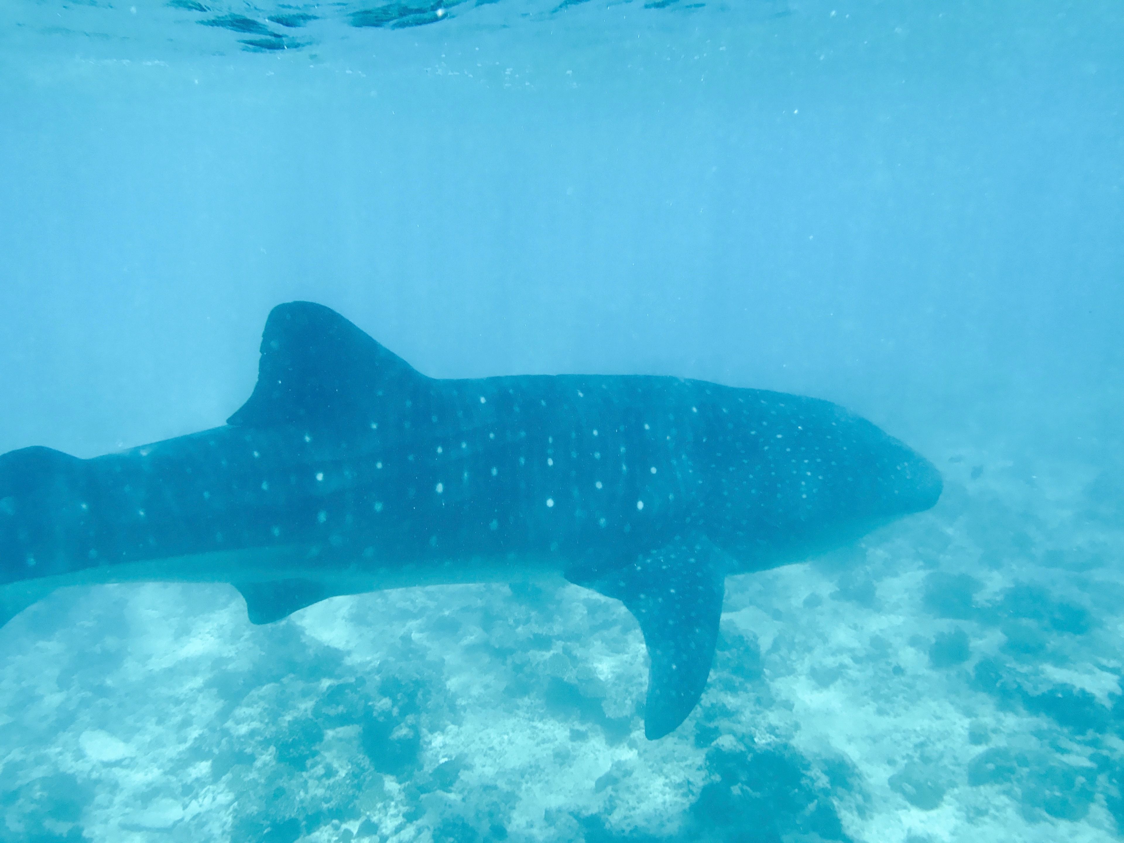 Foto - Noovilu Suites Maldives