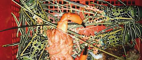 Un homard dans une caisse rouge, avec d’autres produits de la mer.