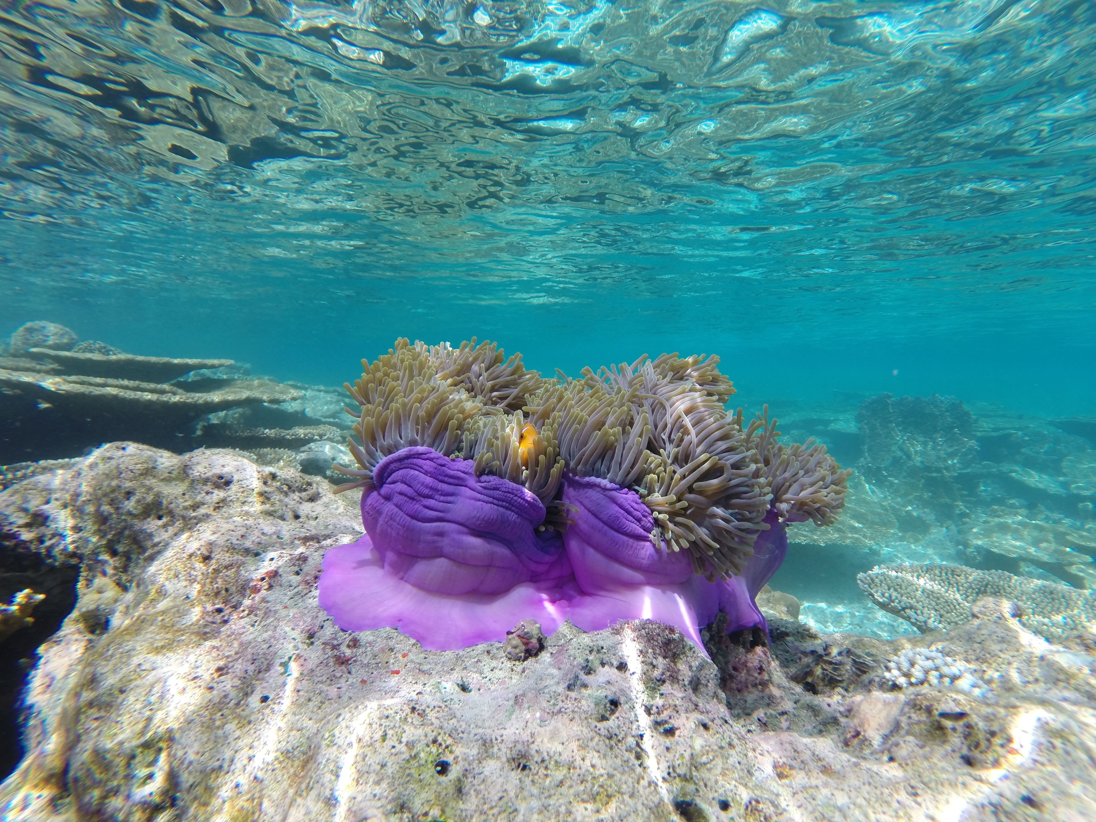 Photo - Noovilu Suites Maldives