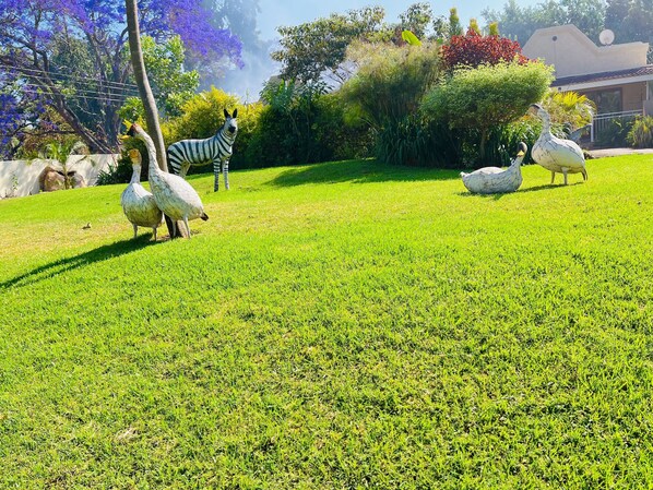 A grassy area with a zebra and two geese.