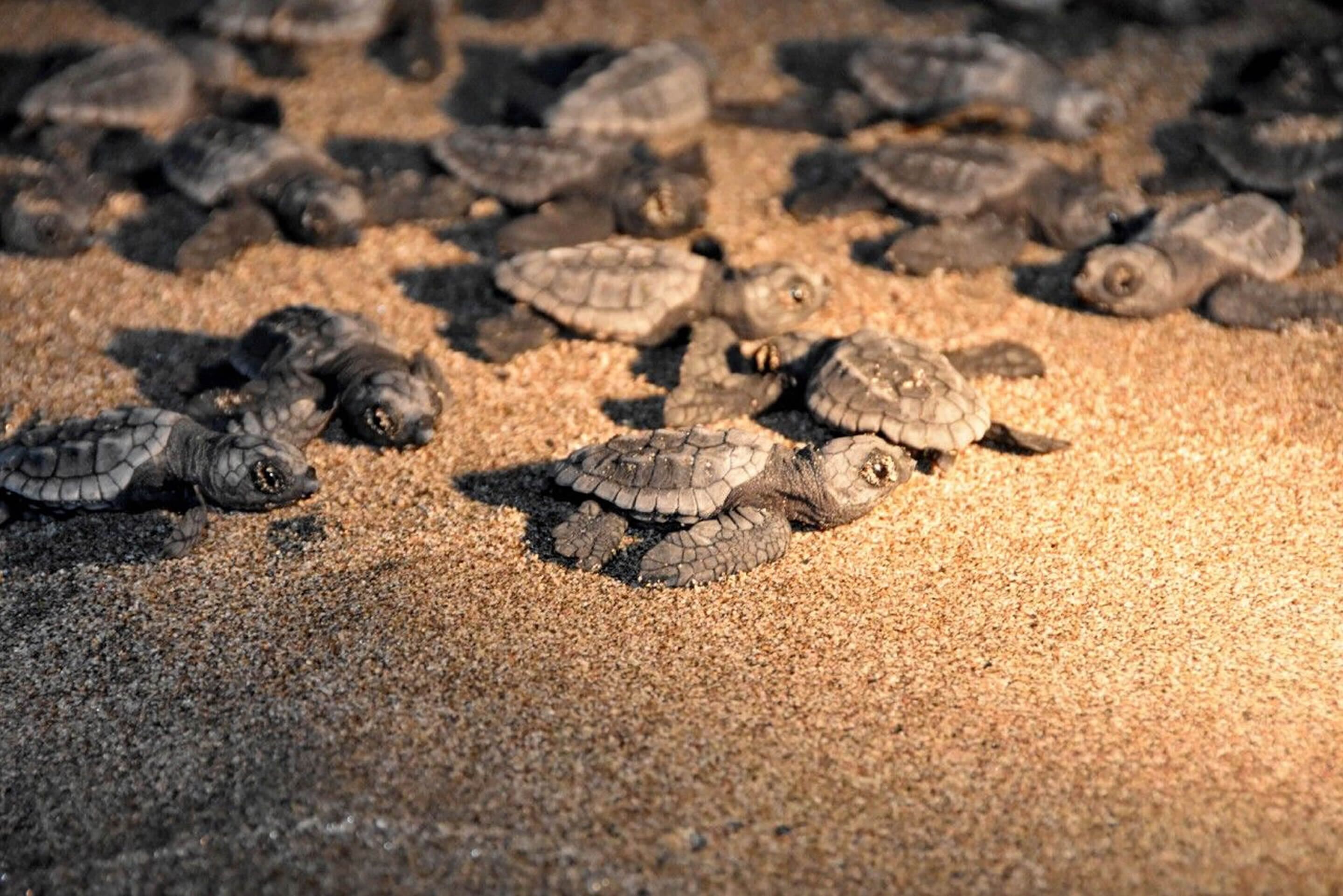 on the beach, white sand, free beach shuttle, free beach cabanas
