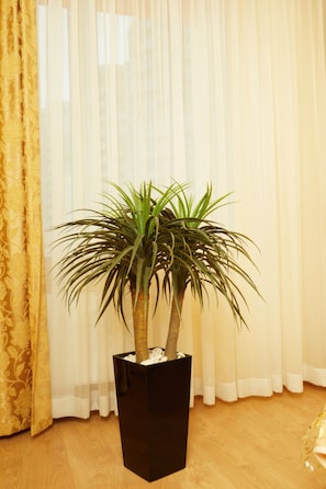 A potted plant with two trees in a black pot, placed in front of a window with sheer curtains.