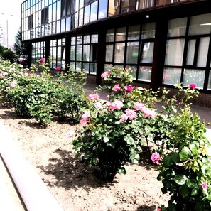 A row of rose bushes in front of a building with large windows.