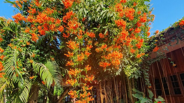 Un sentier qui traverse un jardin où se trouve un grand arbre orné de fleurs d’un orange vif.