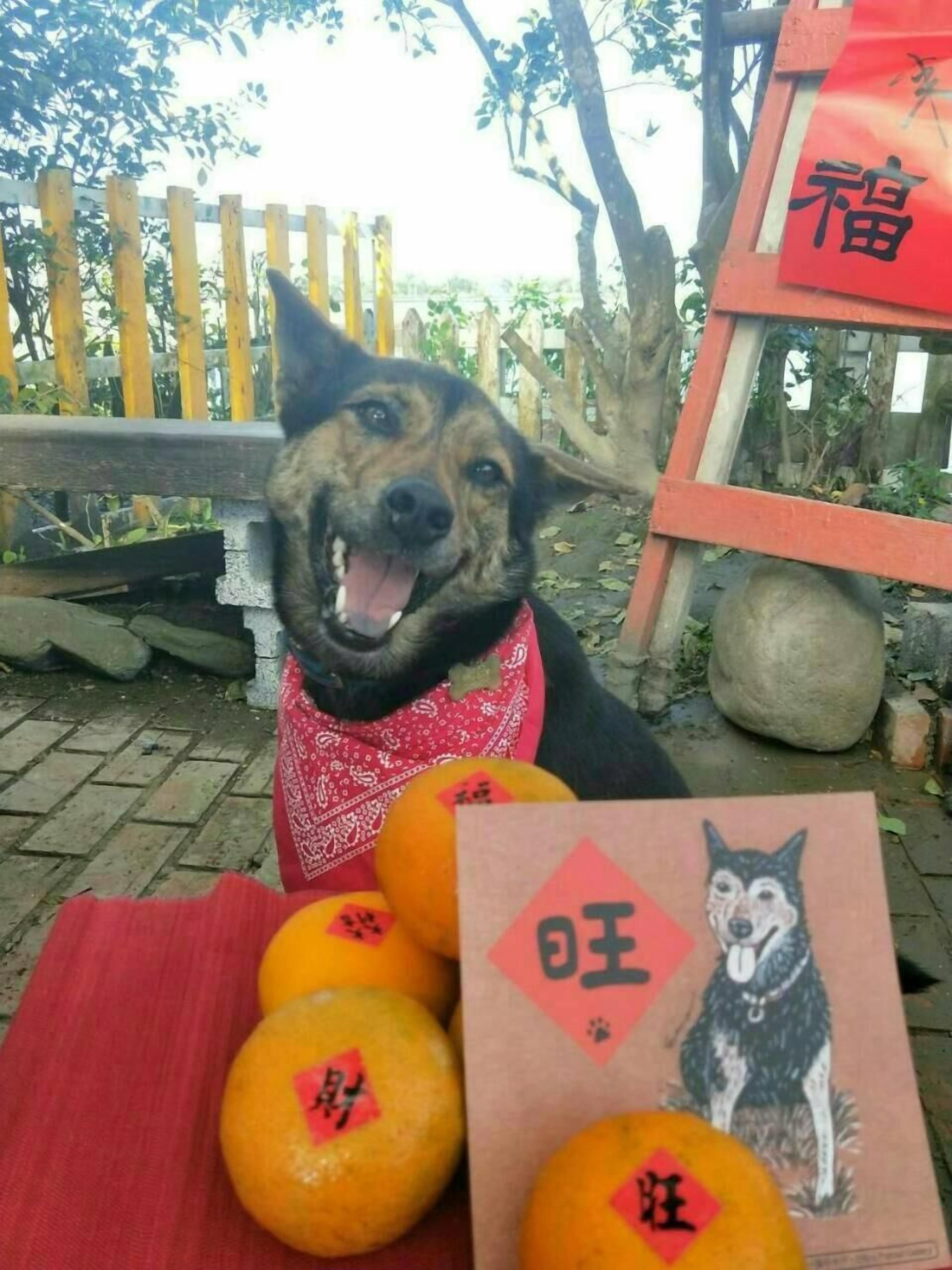 A dog with a red bandana sitting on a red mat with oranges and a card featuring a dog illustration.