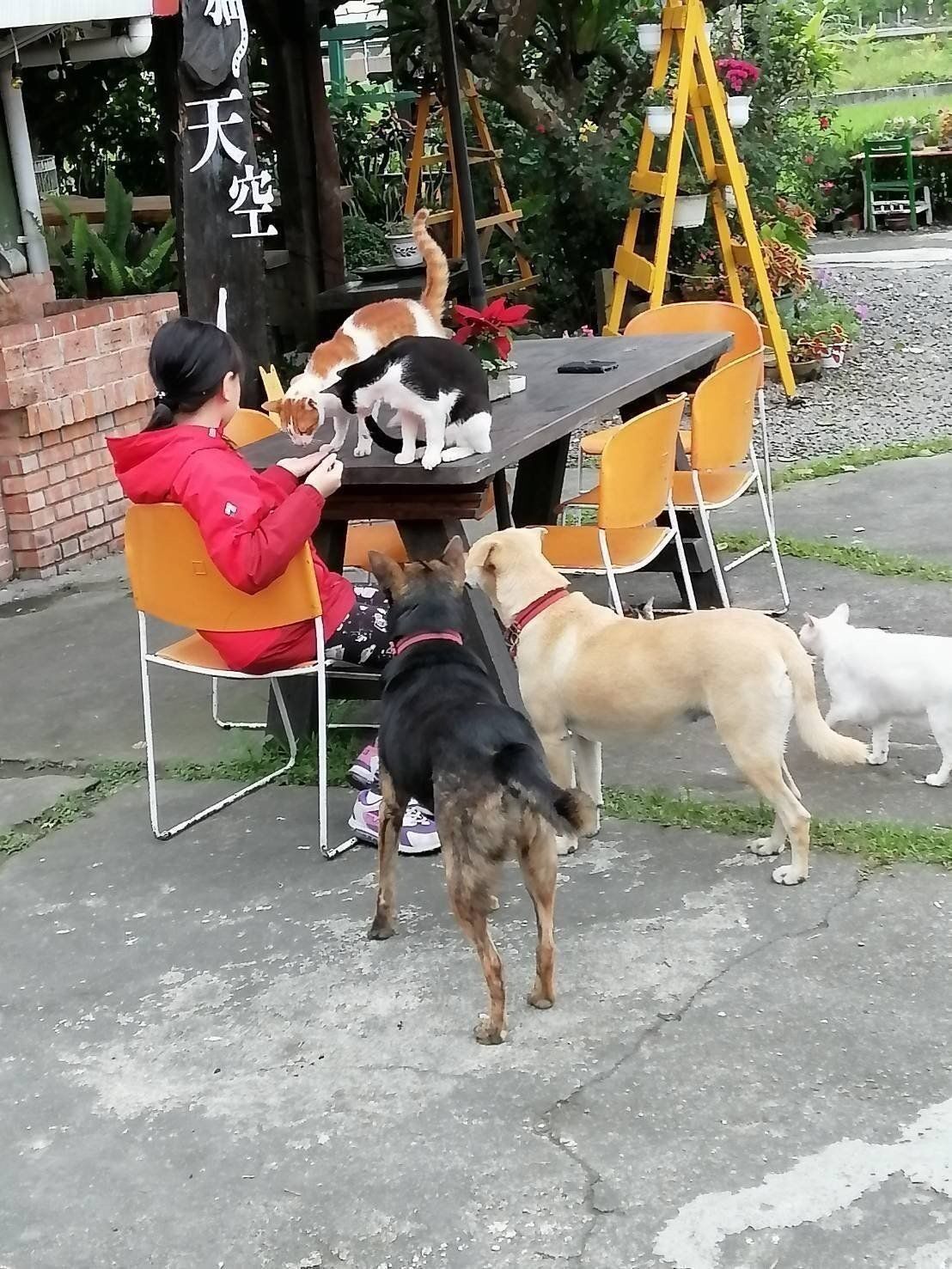 A person interacting with a cat on a table, with two dogs nearby.