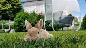 Un conejo sobre un césped con una casa blanca y un área de estar al aire libre techada al fondo.