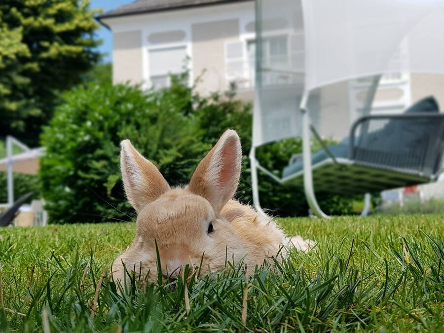 Un lapin se trouve sur une pelouse verdoyante, avec une maison blanche et un espace extérieur abrité où sont disposées des tables et des chaises, le tout en arrière-plan.