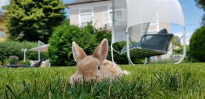 Animaux de compagnie acceptés