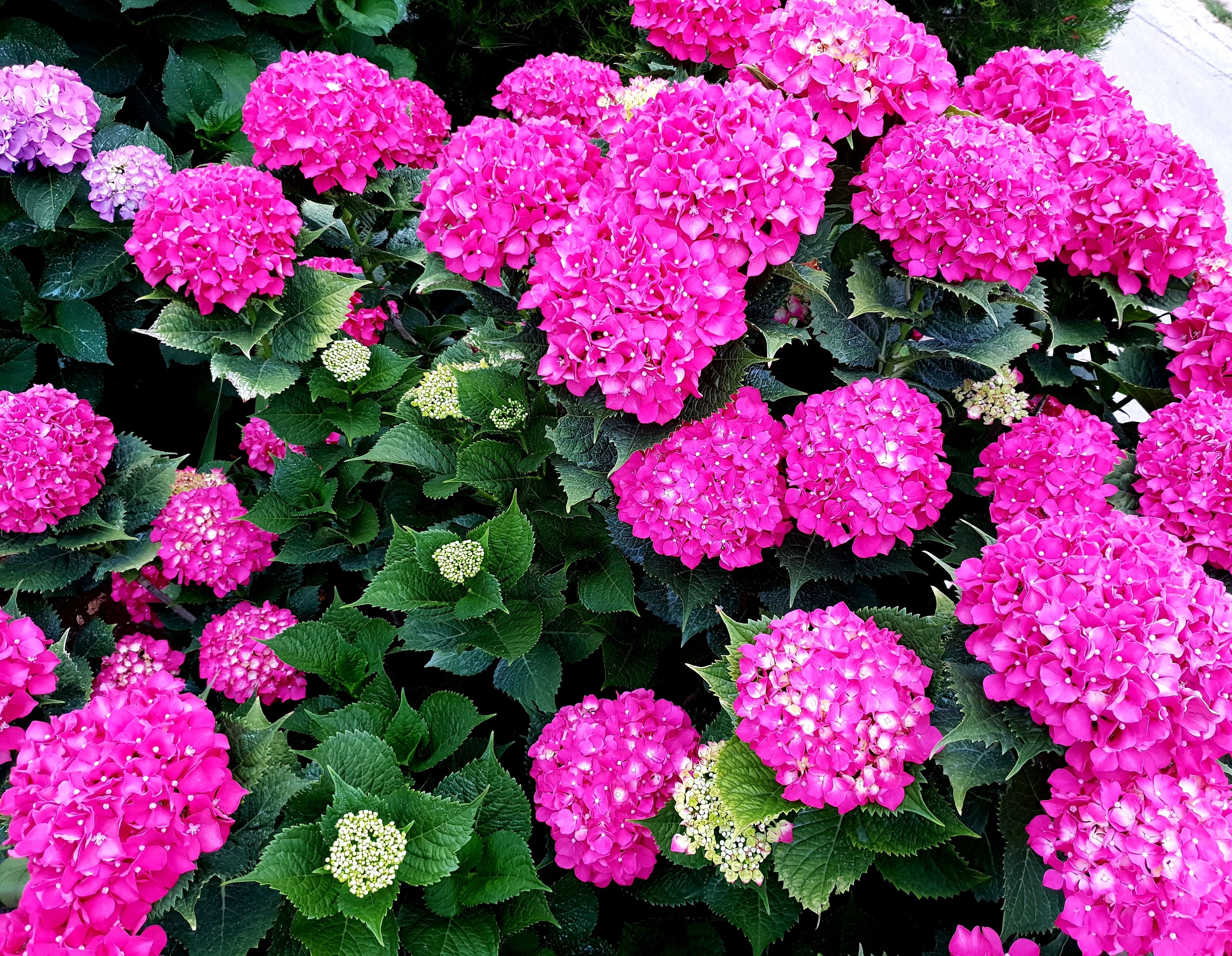 Un jardin avec des hortensias roses et des feuilles vertes.