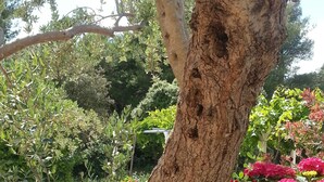 Un tronco de árbol con una piscina al fondo.