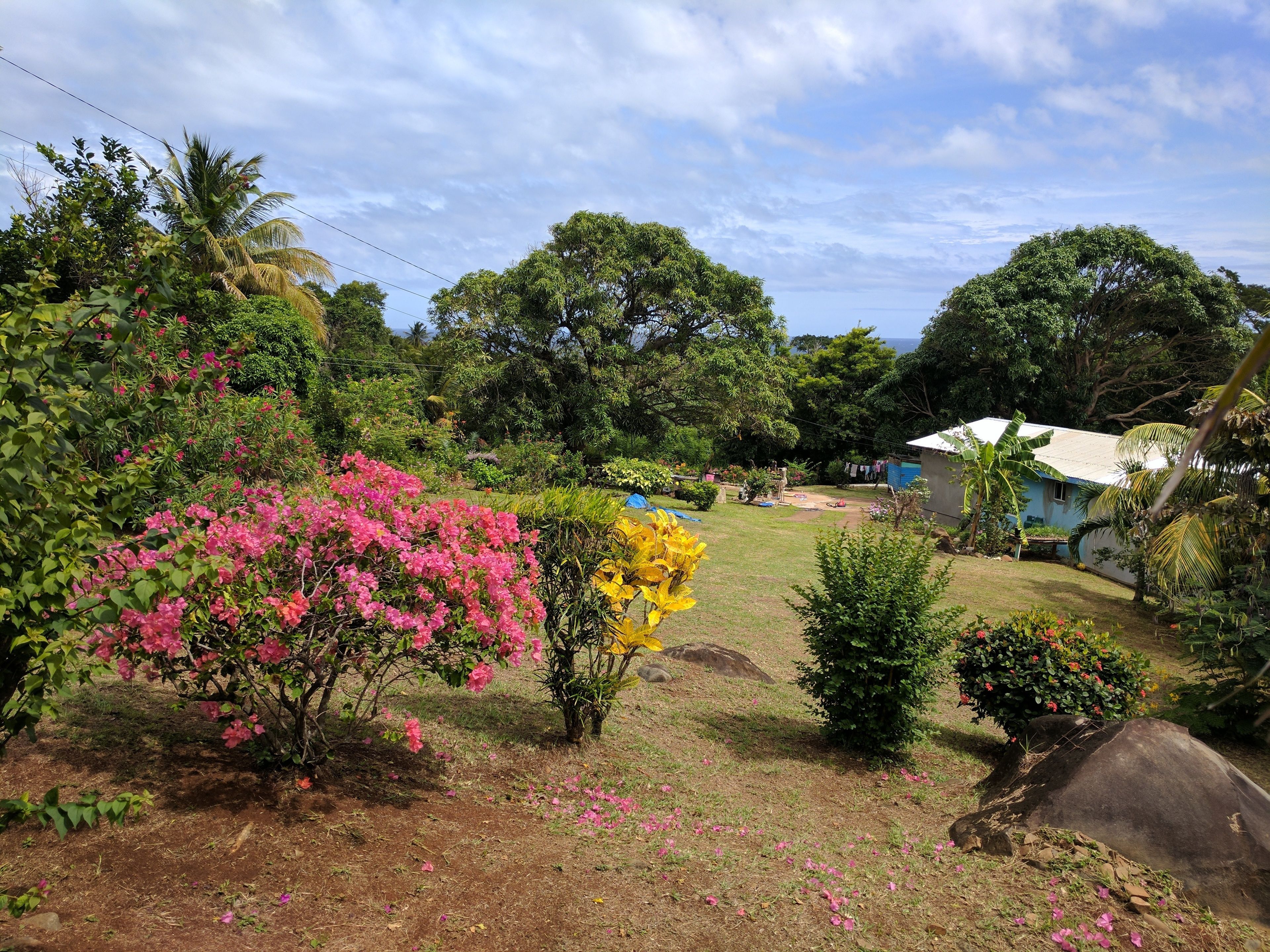 A garden with various plants and flowers, a small house, and a clear sky.