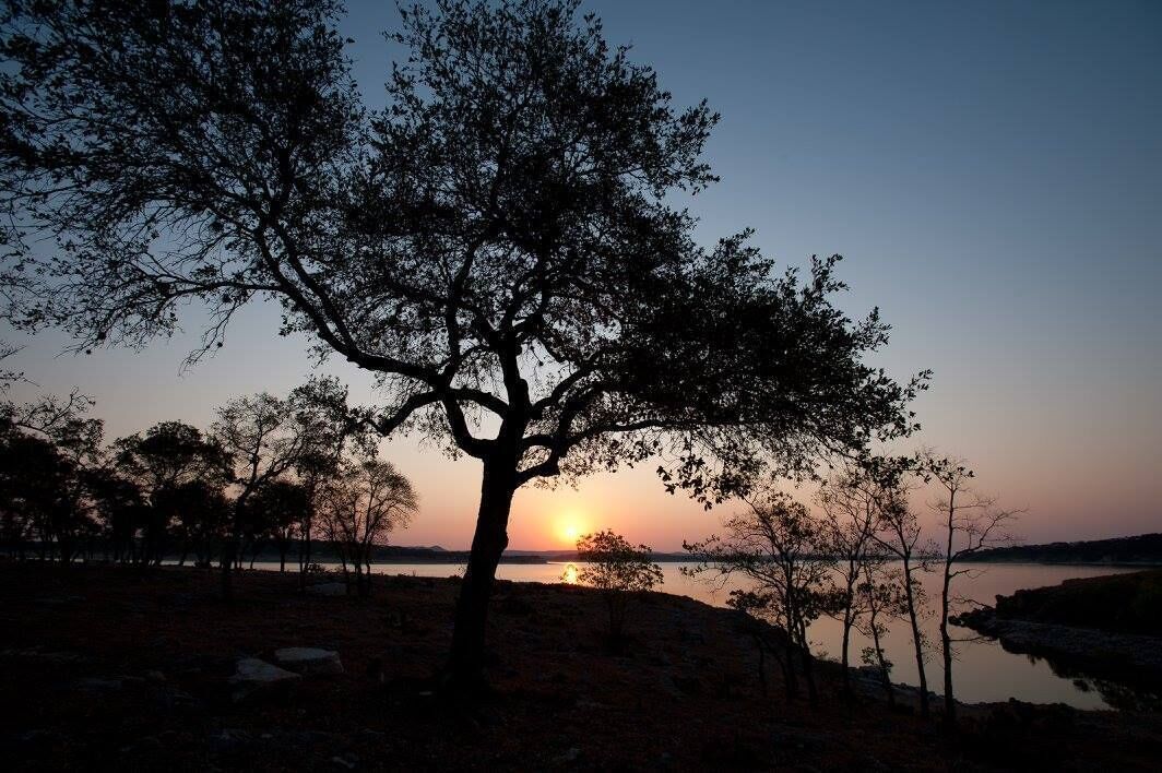 Et træ silhouetteret mod en solnedgang, med en rolig sø i baggrunden.
