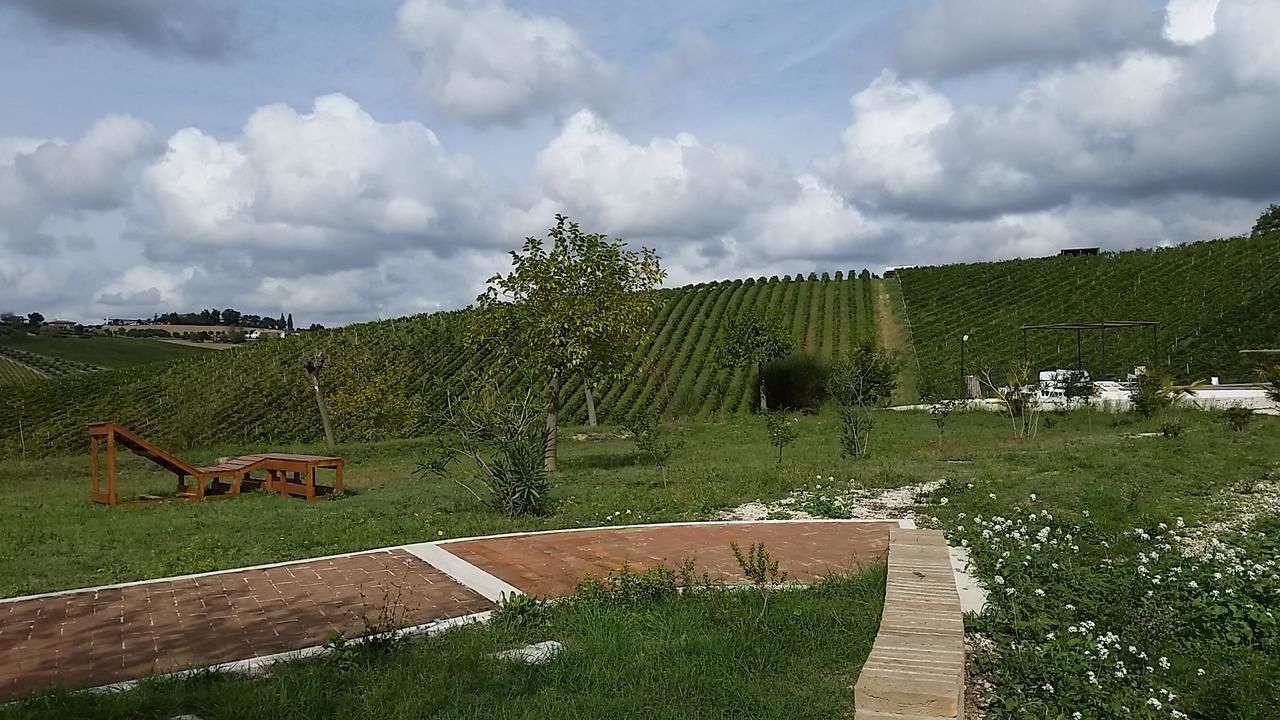 Viñedo con hileras escalonadas de vides, un banco de madera y un camino empedrado.