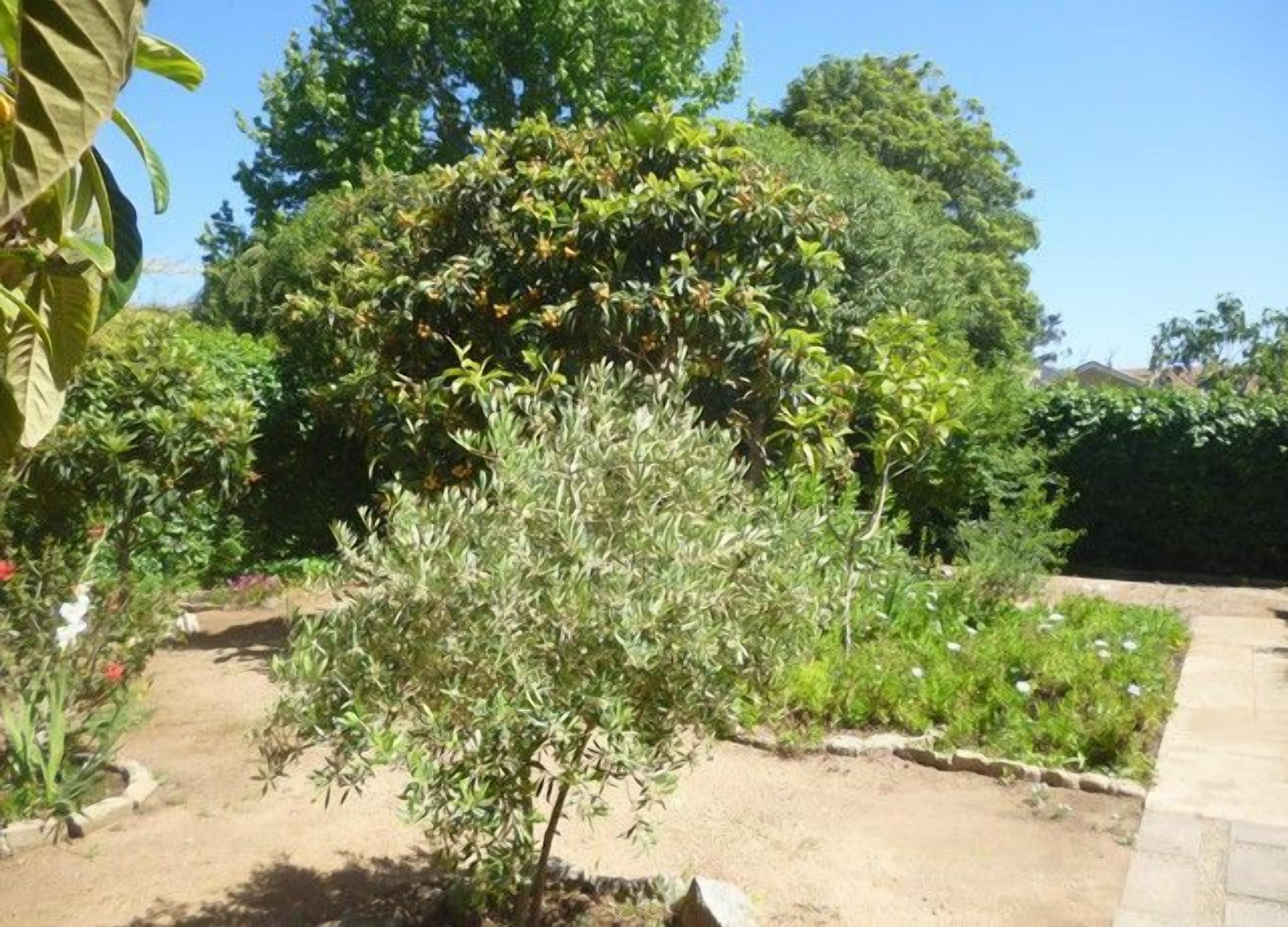 A garden with a variety of plants and a small tree in the foreground.