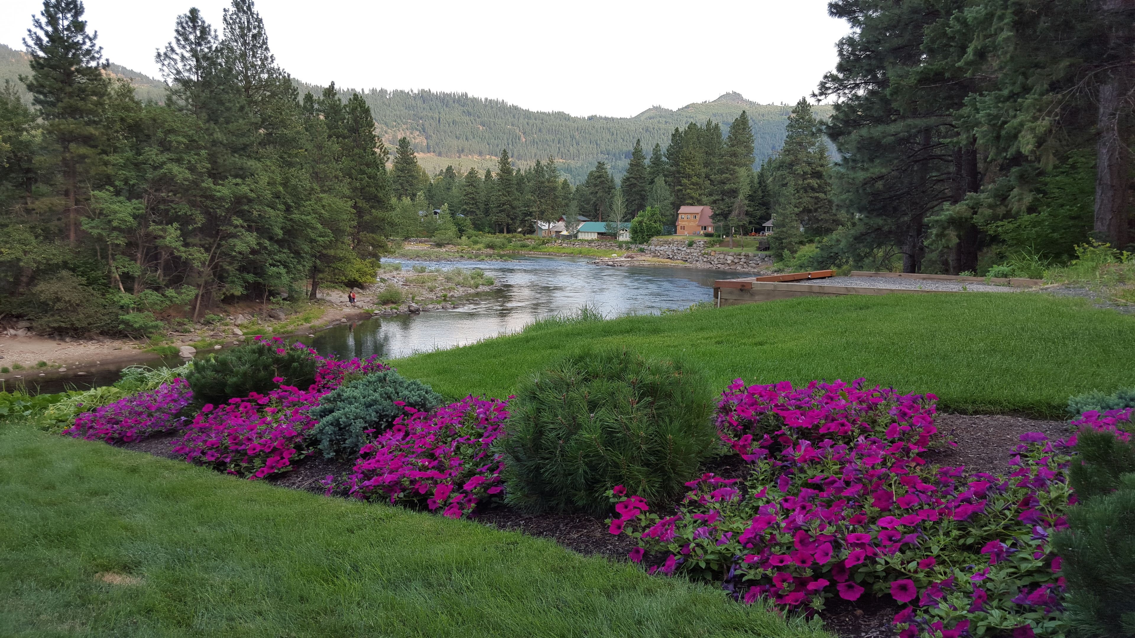 A river flowing through a landscaped area with vibrant purple flowers and dense green trees.