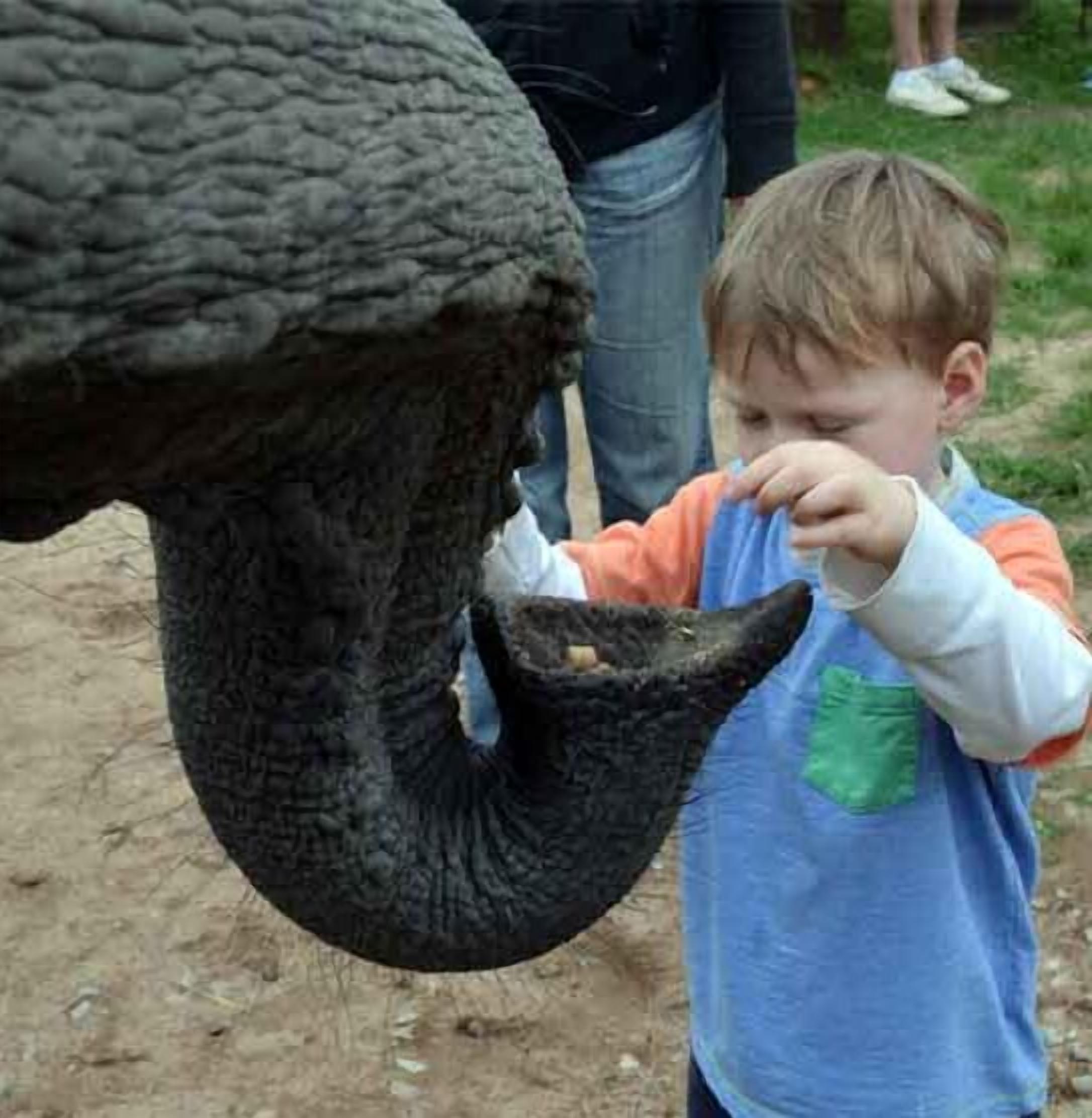 Un niño alimentando a un elefante.