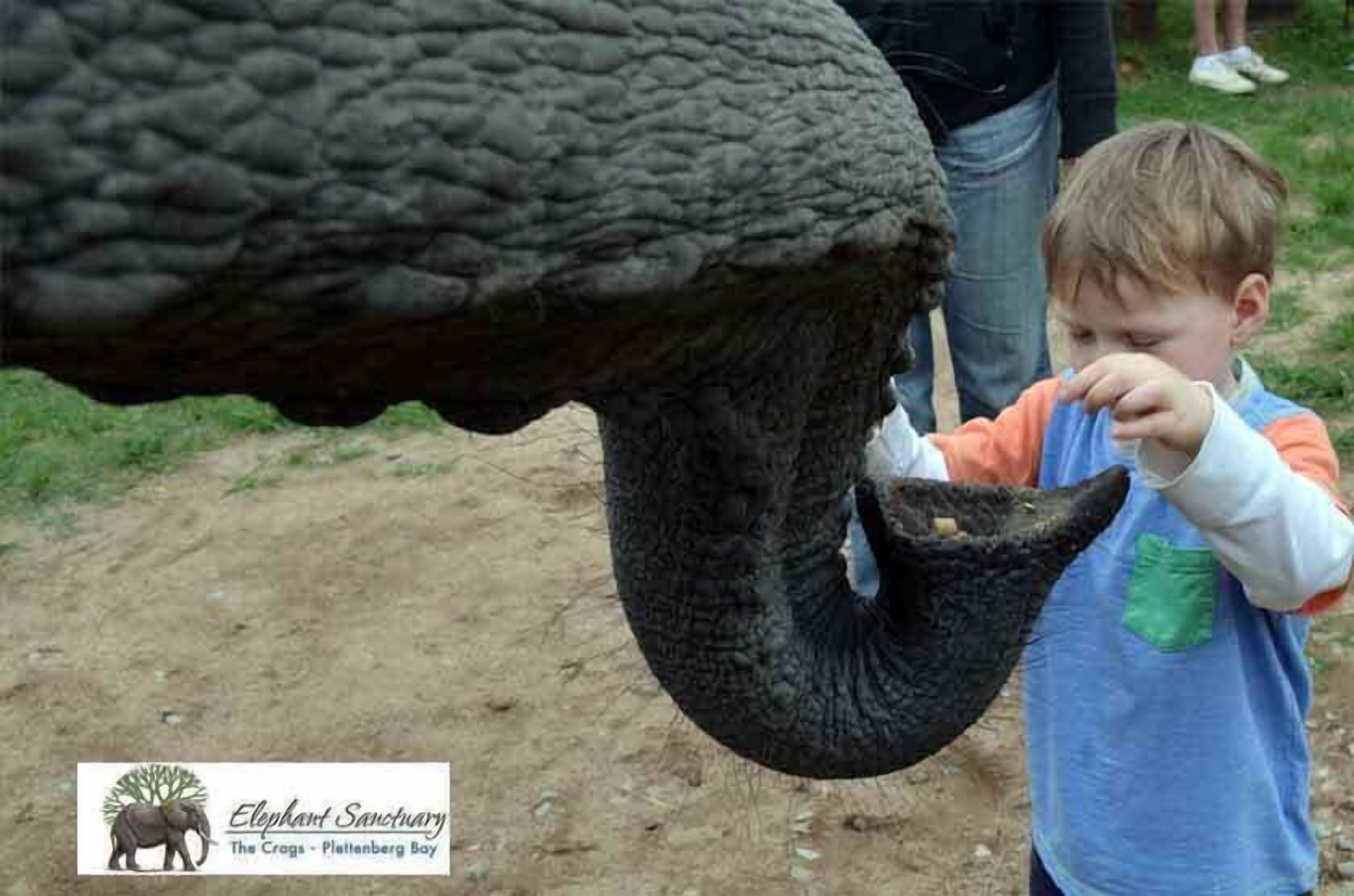A child feeding an elephant at Elephant Sanctuary.