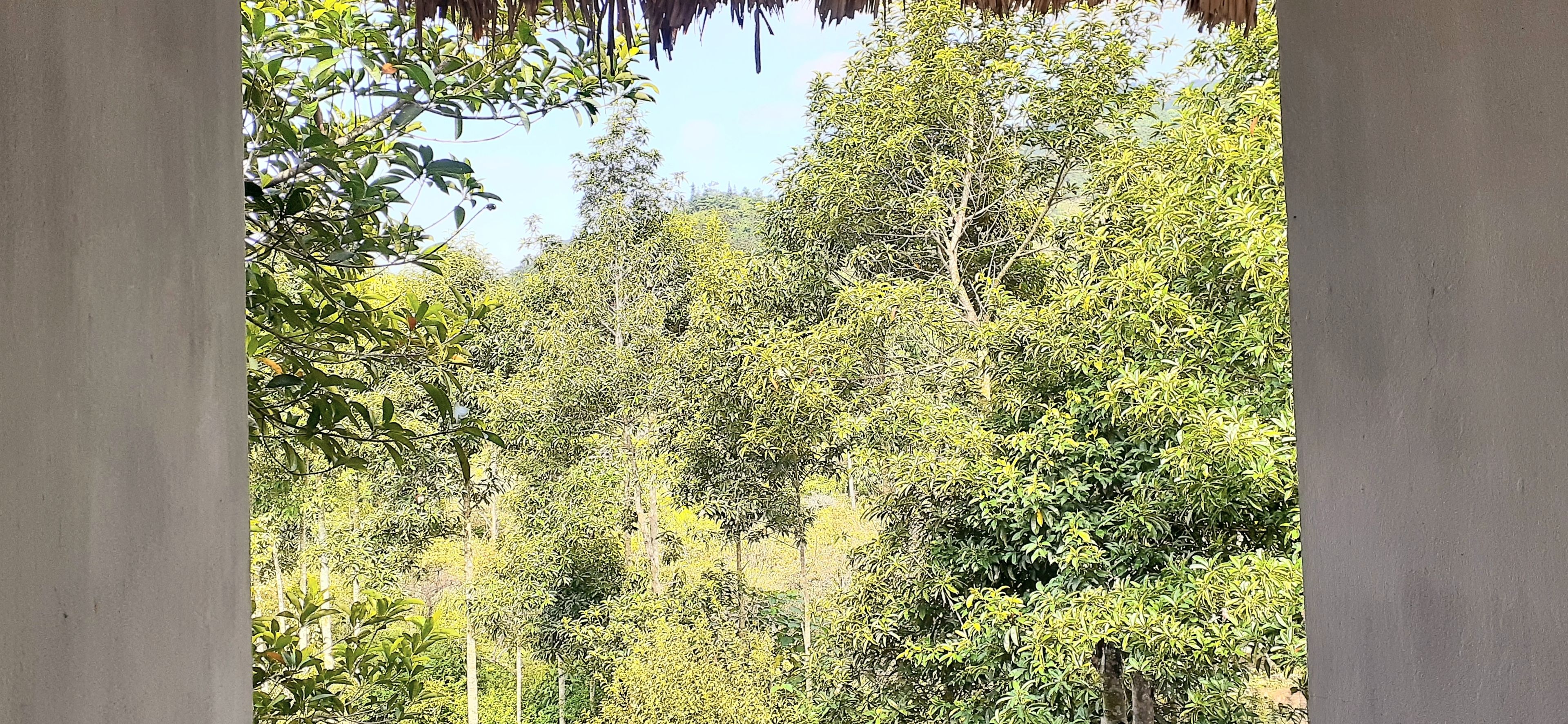 Un bosc dens amb diversos arbres i vegetació.