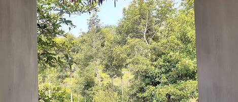 Un bosc dens amb diversos arbres i vegetació.