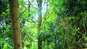 A stone pathway in a forested area with large rocks and a tree trunk. - The Spring Villas (Kandy)