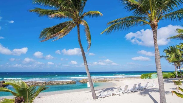 A beach with palm trees, a clear blue sky, and a calm sea.