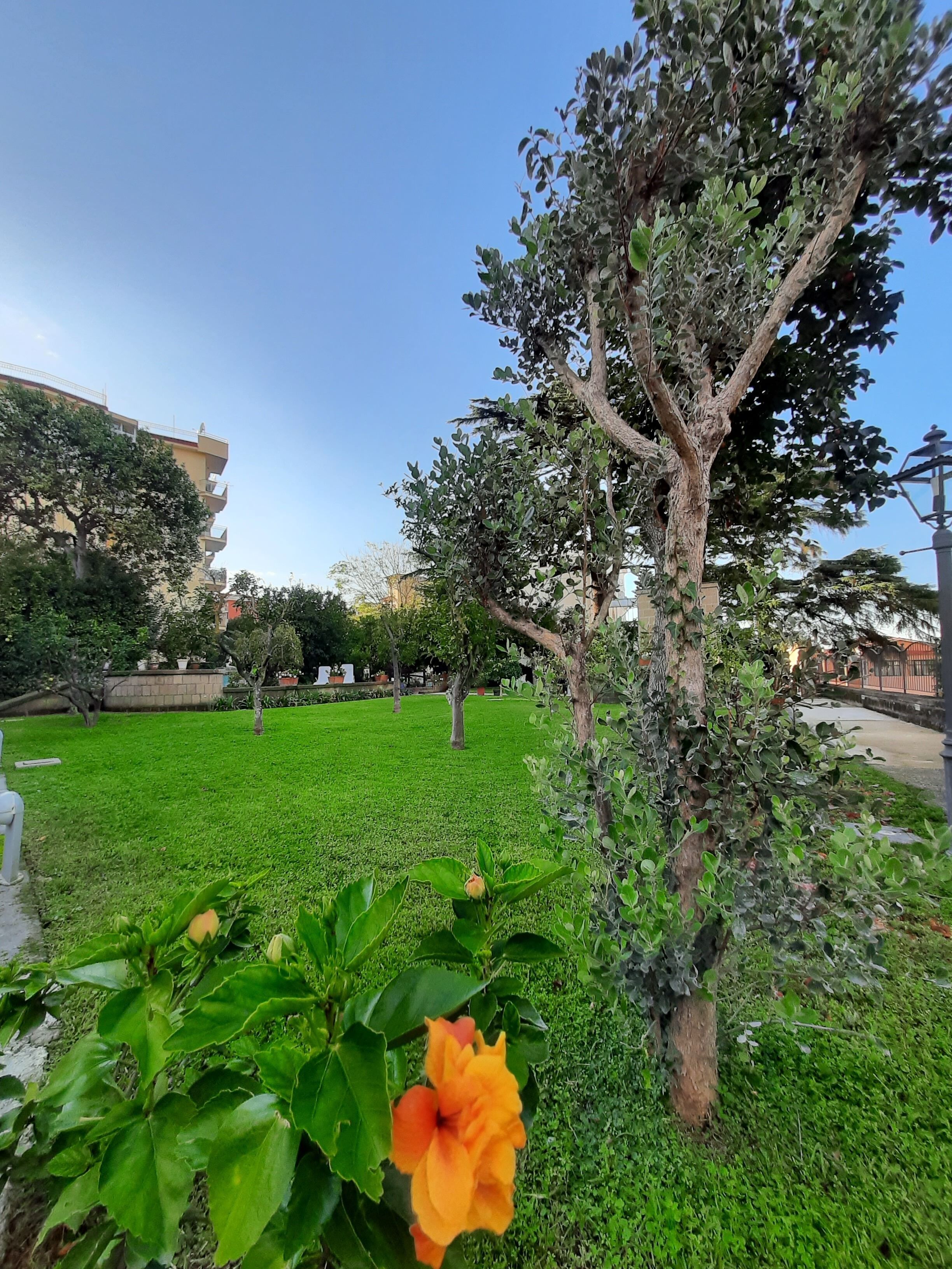 Un parque con un césped cuidado, un árbol grande y una flor en primer plano.