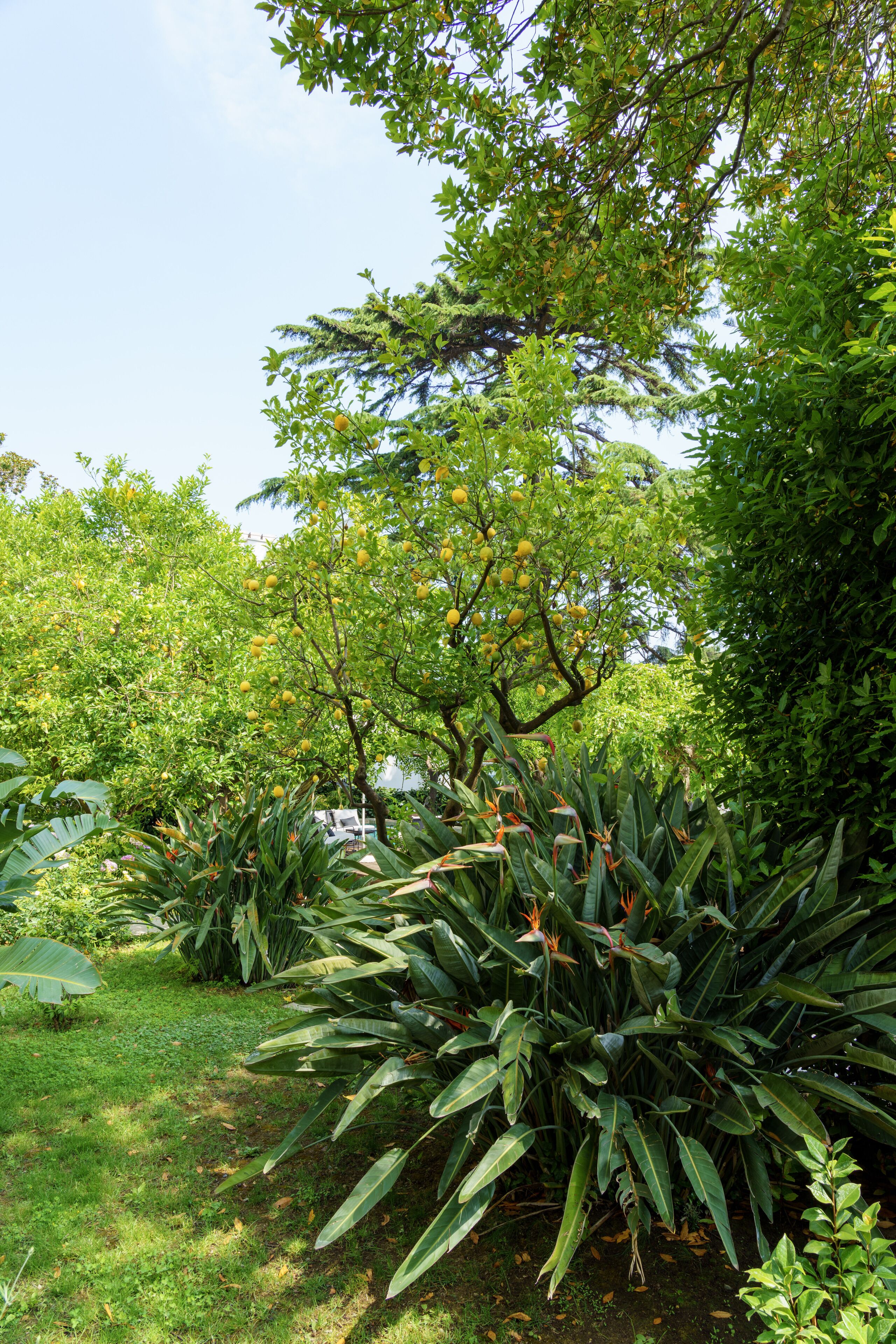 Un jardin luxuriant, où poussent différentes plantes et arbres, dont un citronnier imposant, orné de fruits mûrs.