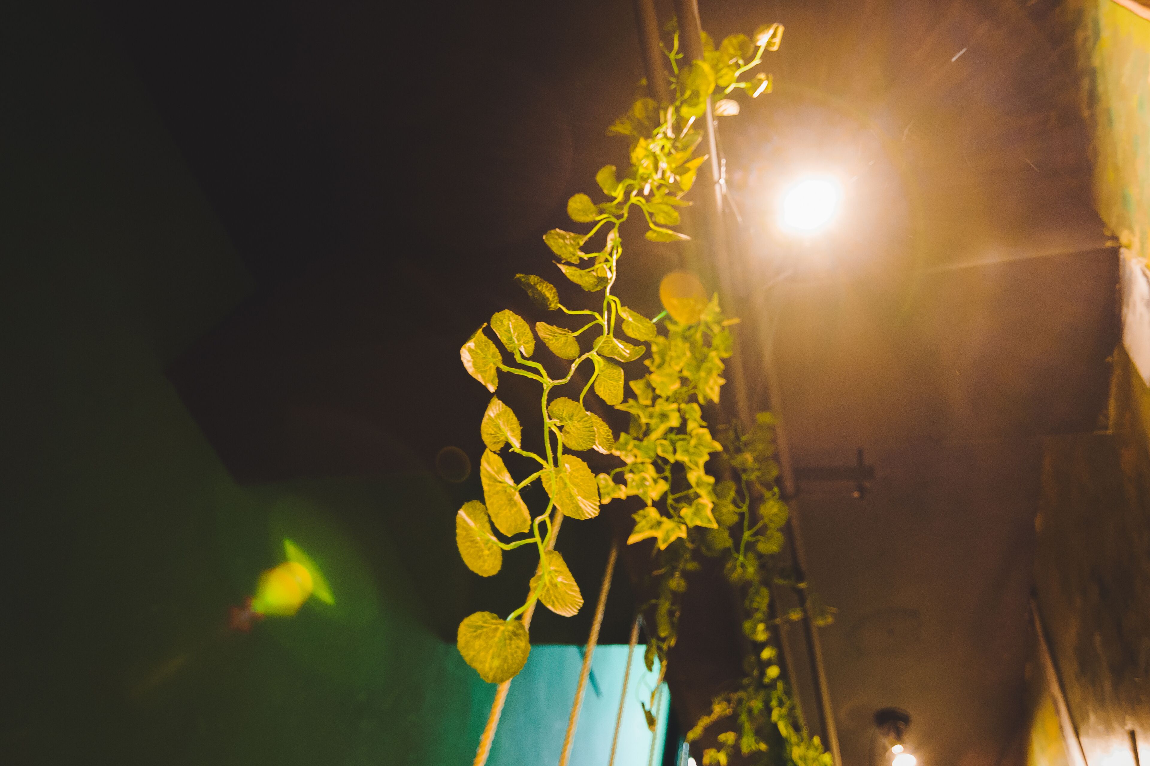 A plant with green leaves against a dark background with a bright light source.