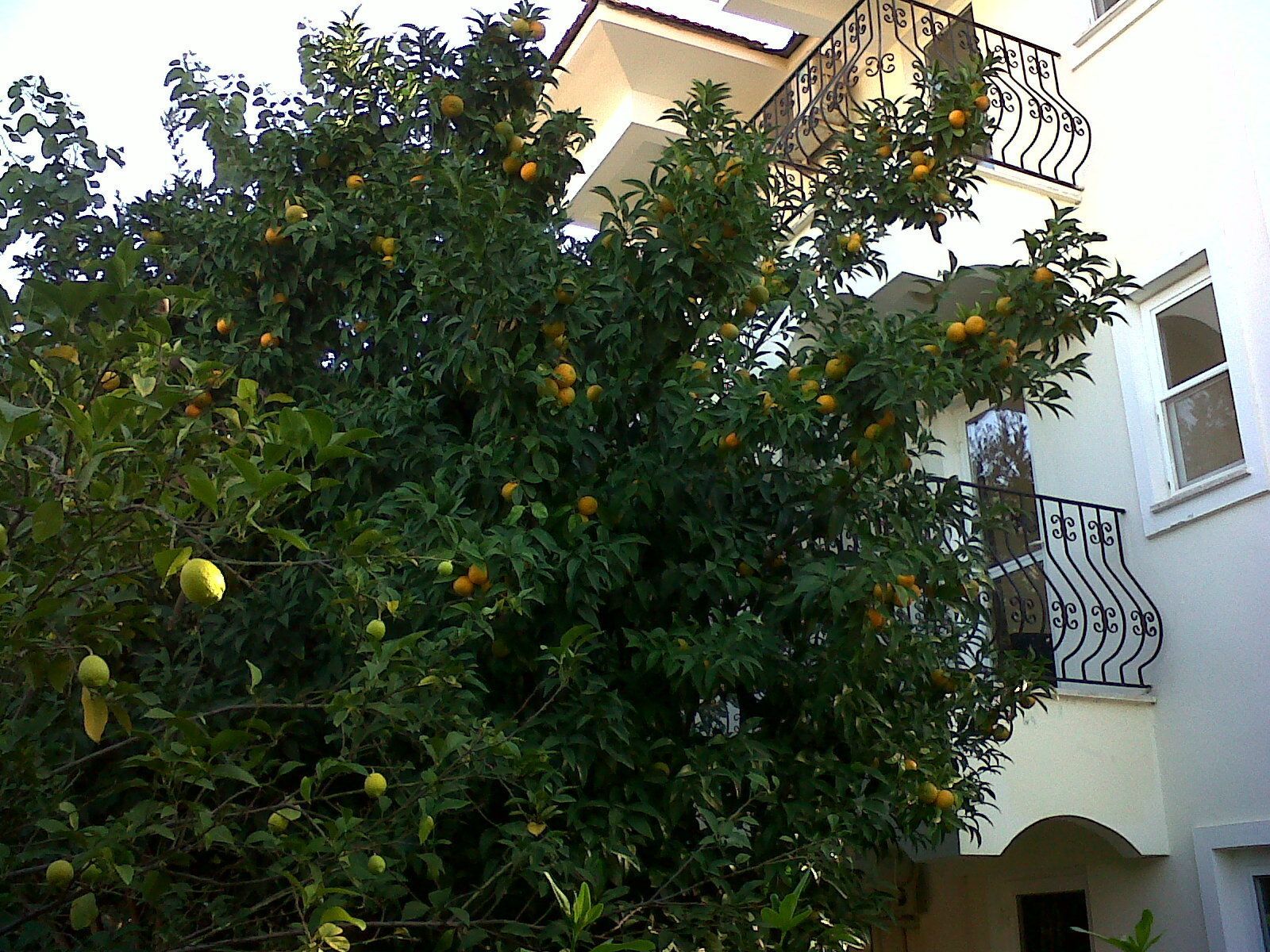 A building with a balcony and a tree with fruit.