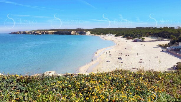 Una playa costera con aguas azul turquesa, orilla arenosa y primer plano con hierba y flores amarillas.