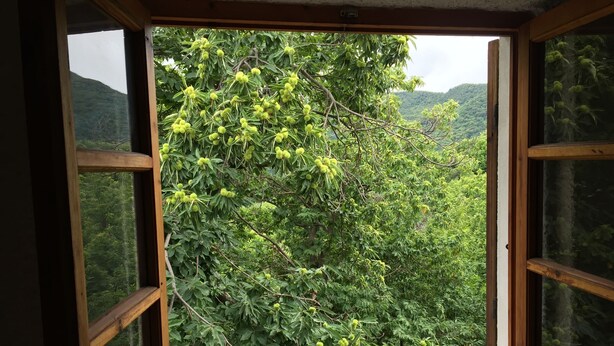 A window with a view of a lush green tree outside. - House in the woods Osiglia, Liguria (Osiglia)