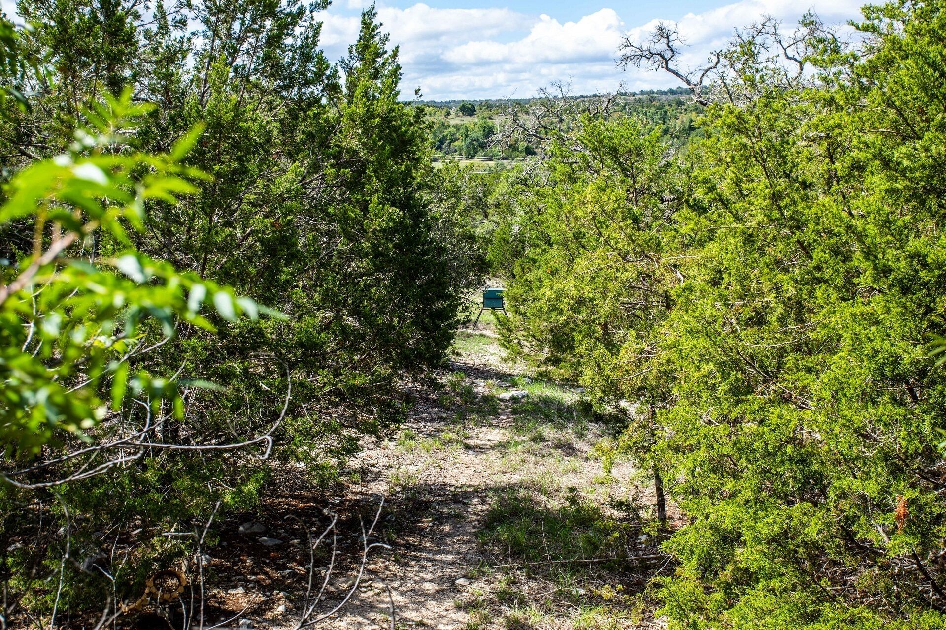 A forested path with a green structure in the distance.
