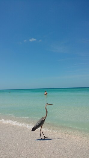 On the beach, beach towels, fishing - Sunset Condo #156 on Anna Maria Island (Bradenton Beach)