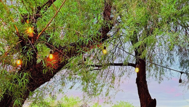A backyard with a hot tub, lounge chairs, a wooden deck, and a tree with string lights. - Tucson Omni Oasis – 4BR-3BA Desert Retreat with Private Hot Tub & Fire Pit (Tucson)
