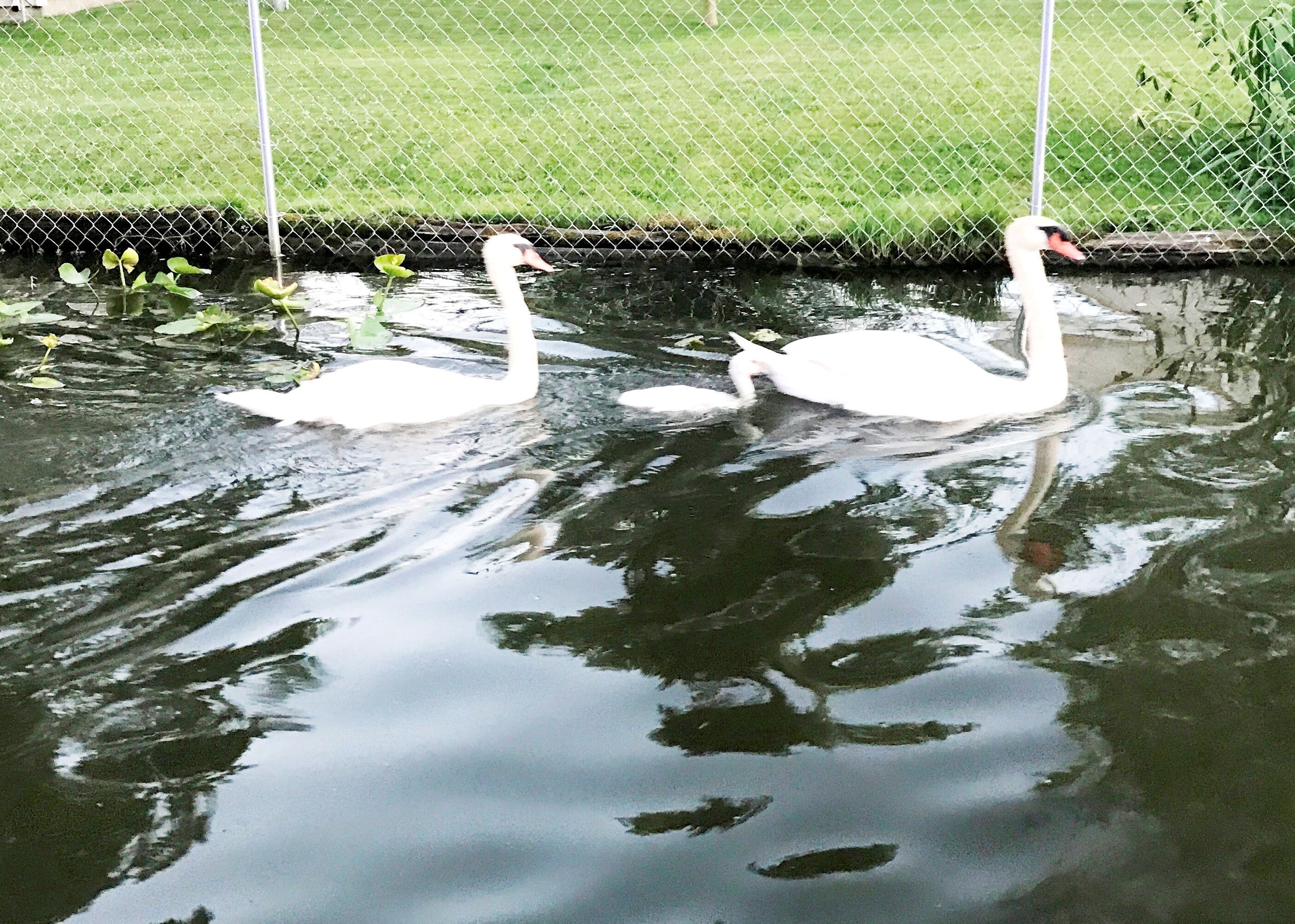 Twee zwanen zwemmen in een vijver, met een hek op de achtergrond.