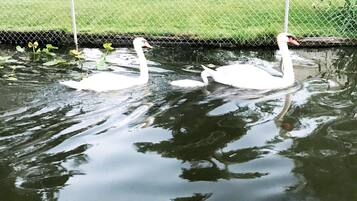 Twee zwanen zwemmen in een vijver, met een hek op de achtergrond.