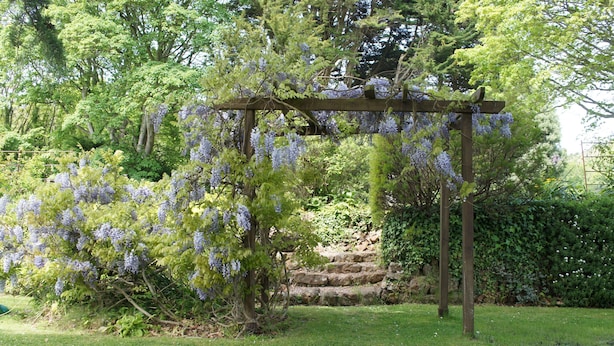 A garden with a wooden pergola covered in purple flowers, surrounded by lush greenery and a stone wall. - Four star two bedroom cottage both with en suite facilities (Minehead)